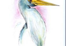 Tri-Colored Heron