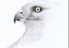 Rough Legged Hawk