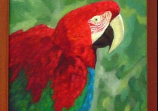 Guacamayo