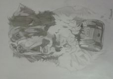 st bernard