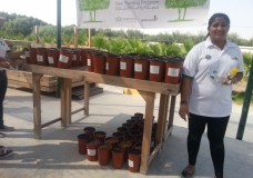 111 Ghaf trees planted