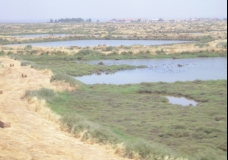 Obala