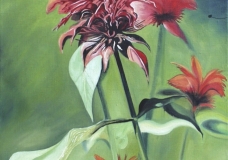 Monarda Didyma