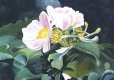 Wild Roses