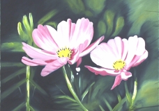 Abloom of Cosmos Bipinatus