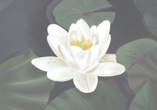 Water Lily