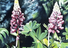 Lupins