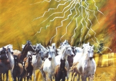 VU 17 Gallopping Horse Herd 1