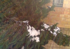 snow damage for the tree