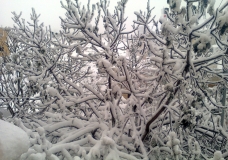 Snow in Palestine