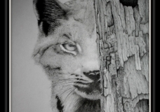 "Hide and Seak"Canadian Lynx 2013