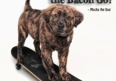 Mocha the Dog