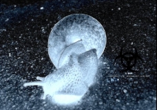 BIO