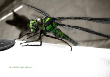 greenWorld