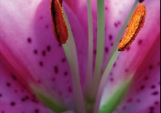 Цветок / A Flower