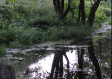 Natura