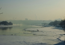 Московская зима. Речные птицы