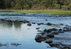 Yes to the river
