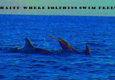 Haiti's Dolphins