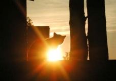 Evening 2