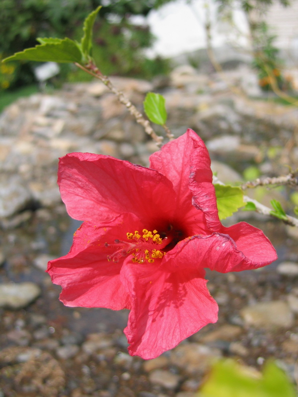 Flower.