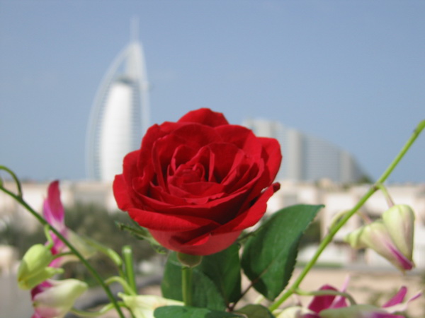 Rose.