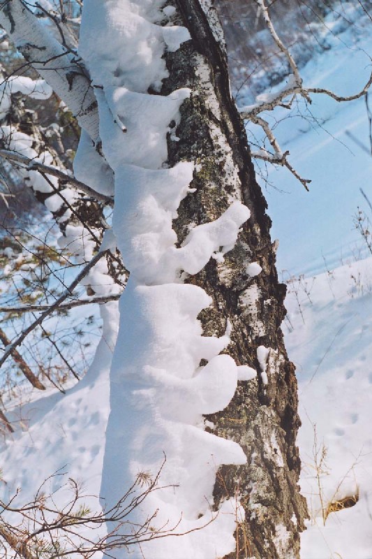 Белые медведи
