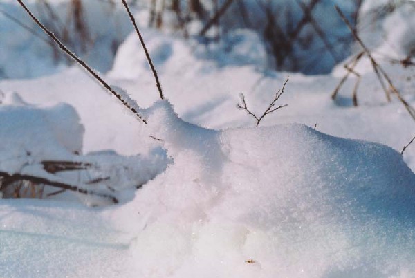 Снежная улитка