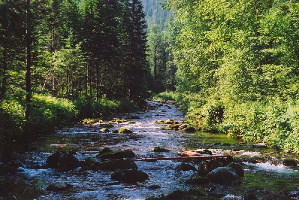 Течет река, бежит река