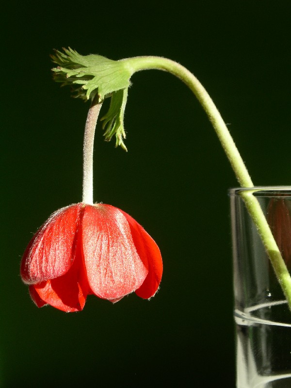 Red Anemone