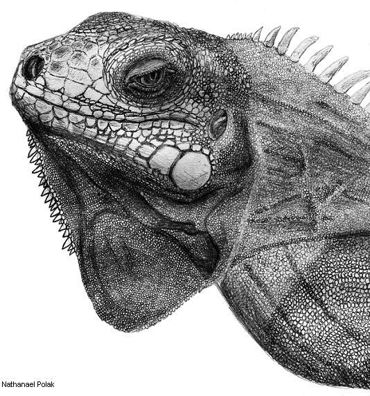 Iquania Portrait