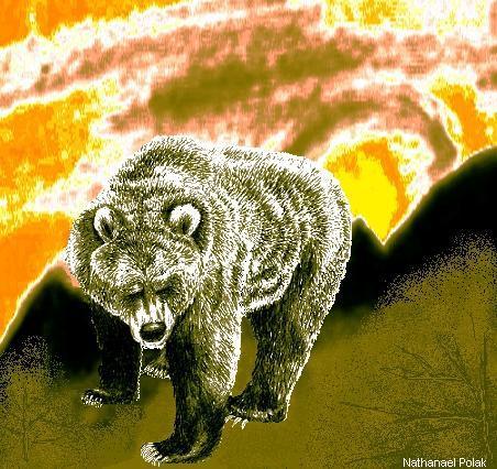 Grizzly Bear sunset