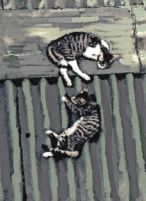 CATS ON THE ROOF