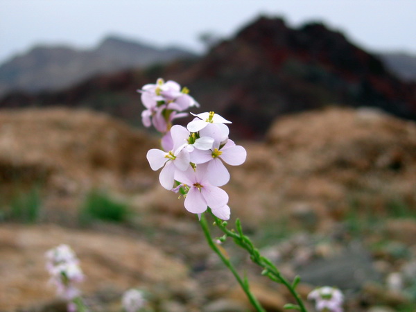Flower.