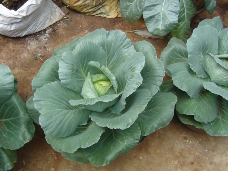Vegetable garden