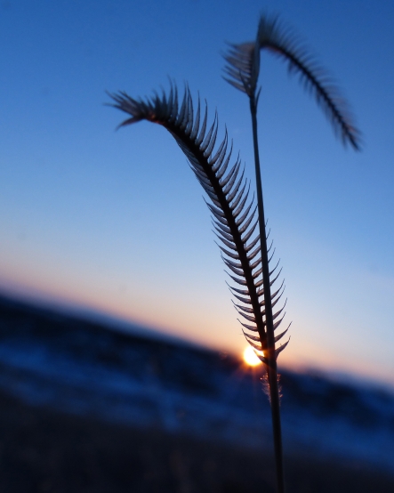 Blue Grama Grass at Sunset