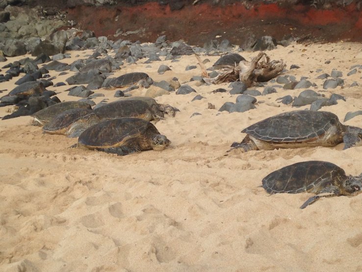 Hawaiian Sea Turtles