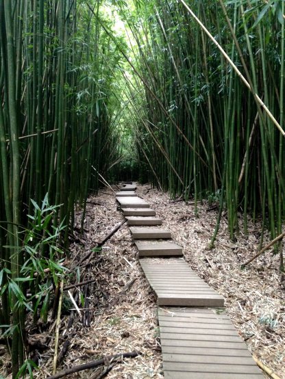 Hawaiian Bamboo Forest