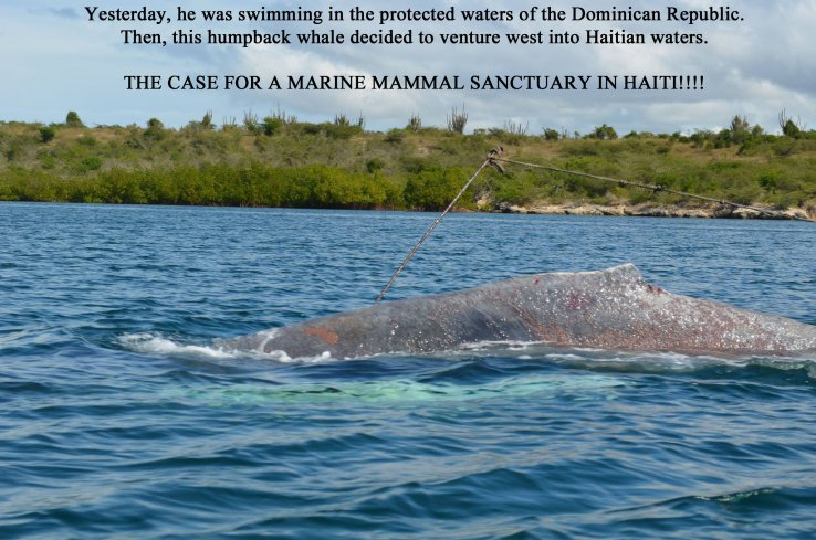 Haiti needs a marine mammal sanctuary