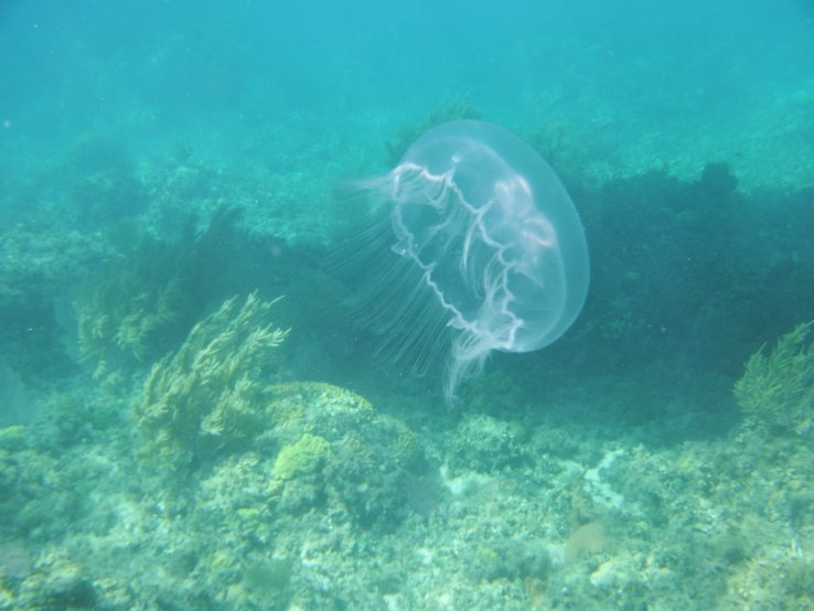 Haiti's Moon Jellyfish