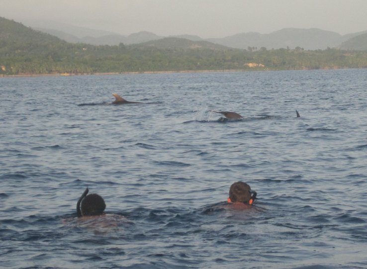 Swimming with the Dolphins