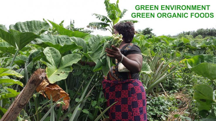 More Green Forest More Organic Foods