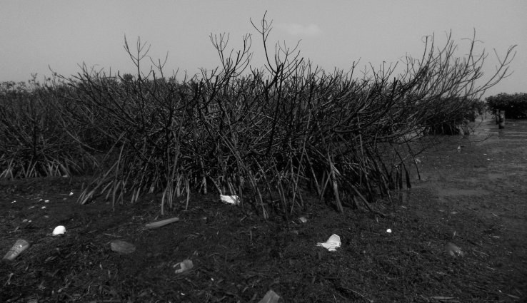 Death of a Mangrove