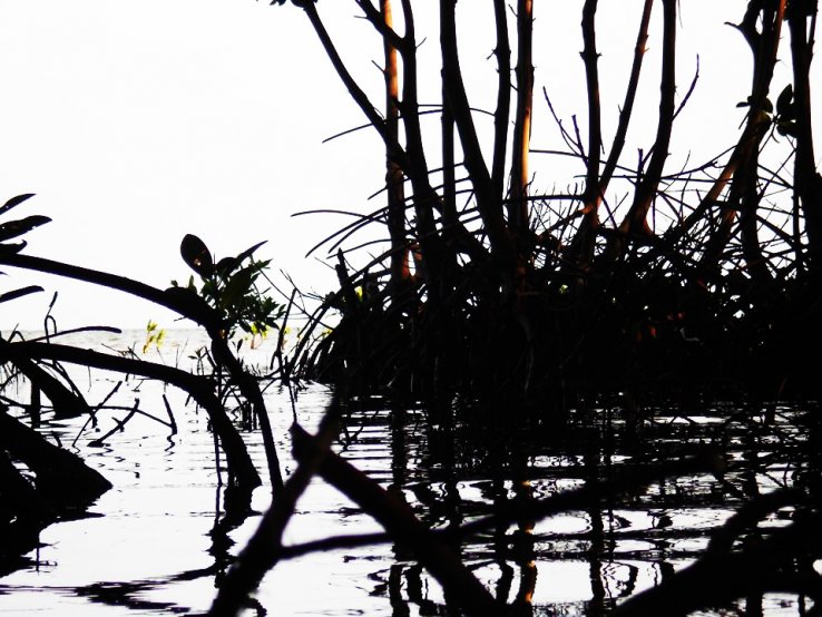 Mangrove Death and Rebirth