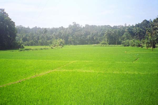 Emerald Green Fields in Embekke