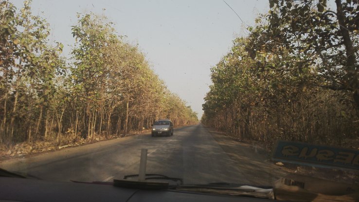 Forest