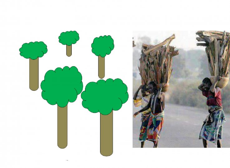 Save our trees, stop deforestation
