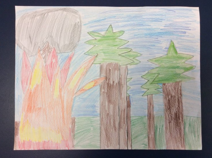 Forest Fires