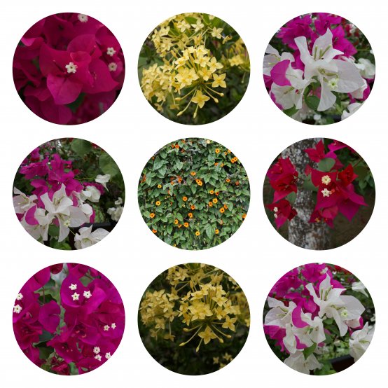 Circles of Life