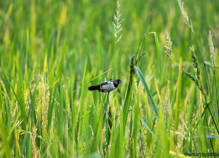 Seeking with The Bird